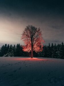 leafless tree on snow covered ground