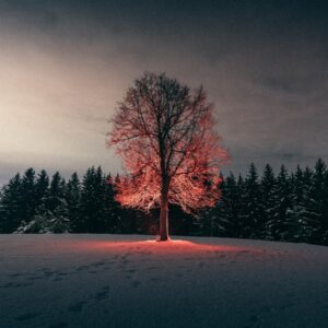 leafless tree on snow covered ground